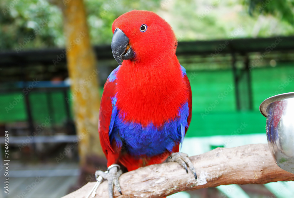 Colorful red parrot, a female Eclectus parrot (Eclectus roratus)