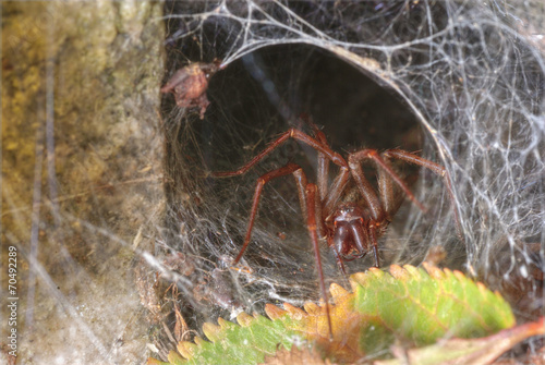 Barn funnel weaver ( Tegenaria domestica )