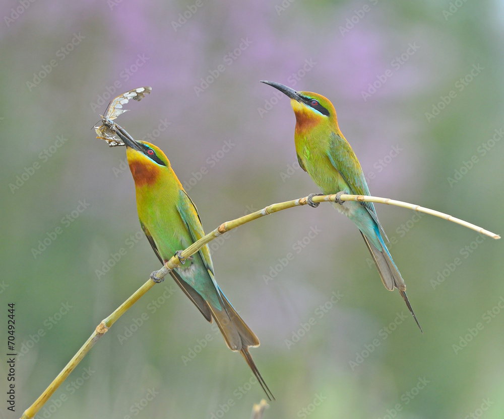 Obraz premium Blue-tailed bee-eater