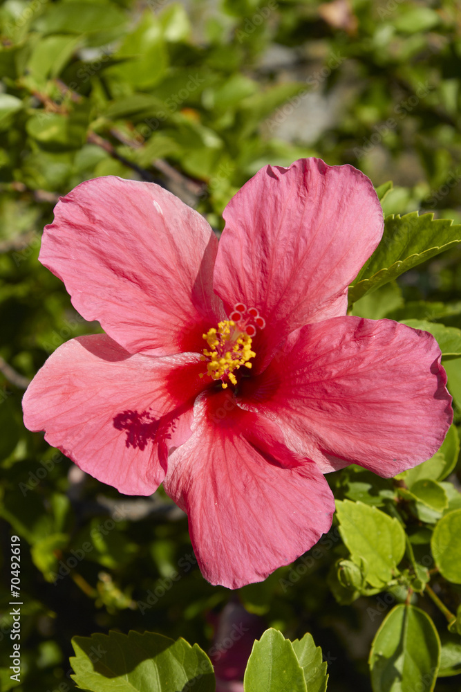 Hibiscus flower