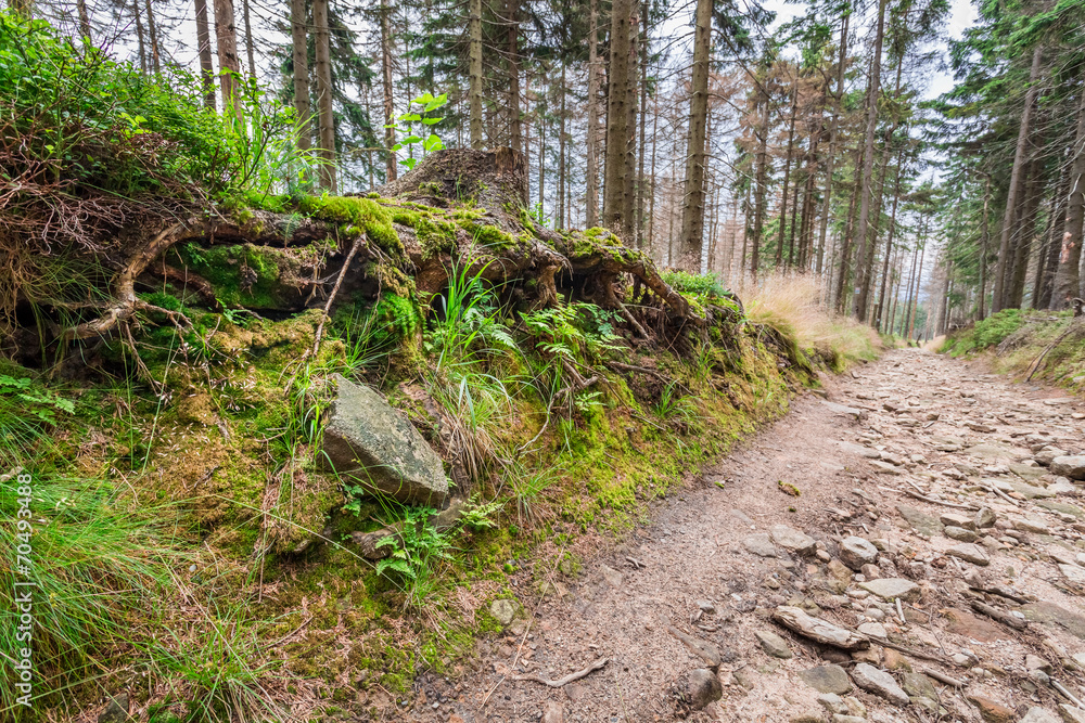 Mountain trail in the forest Mountain trail in the forest