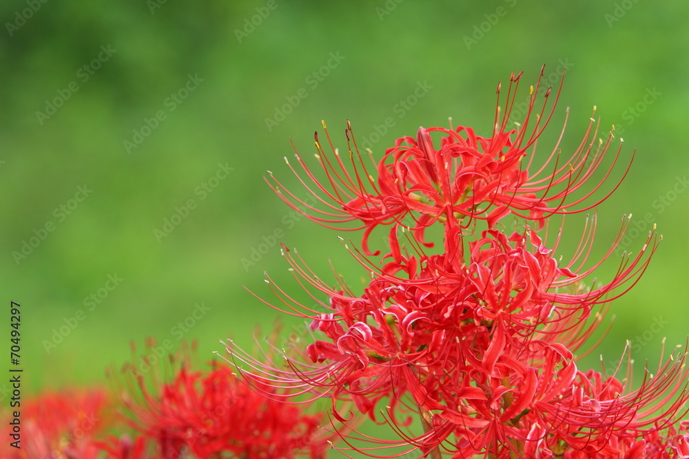 彼岸花 彼岸花