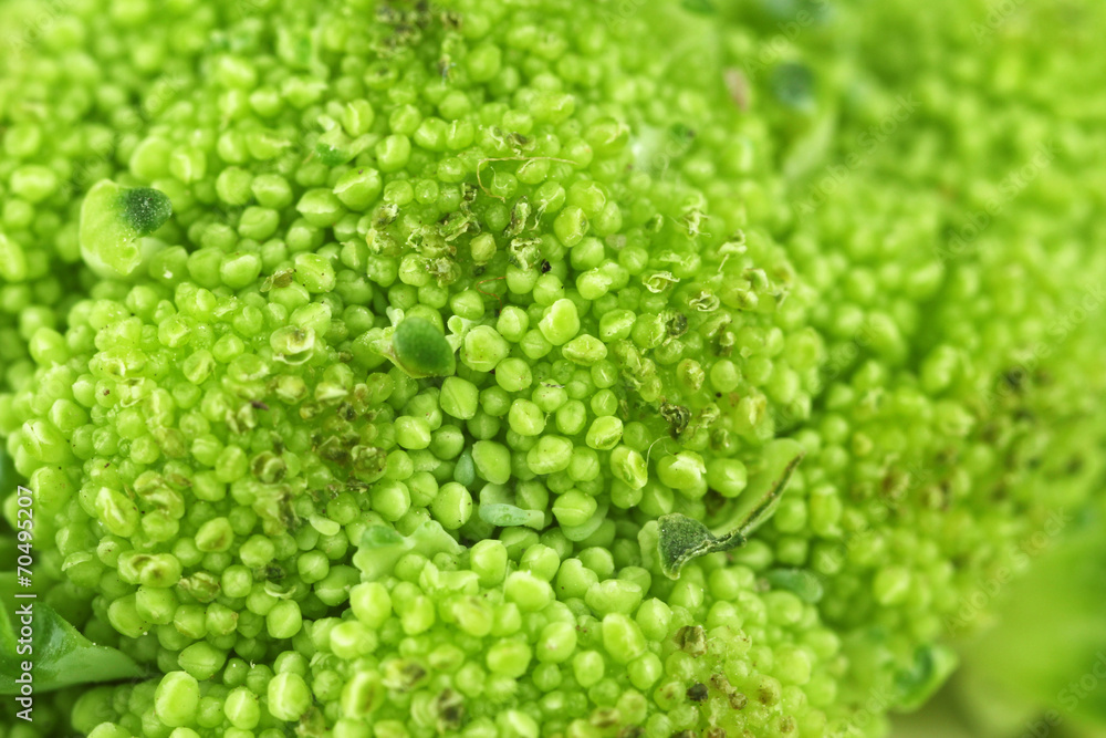 Broccoli close-up Broccoli close-up
