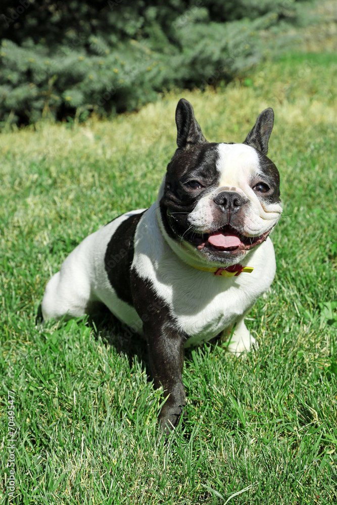 Cute French bulldog on grass