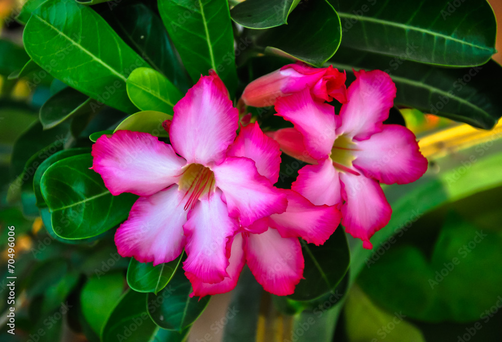 Adenium obesum flower,Desert rose. Adenium obesum flower,Desert rose.