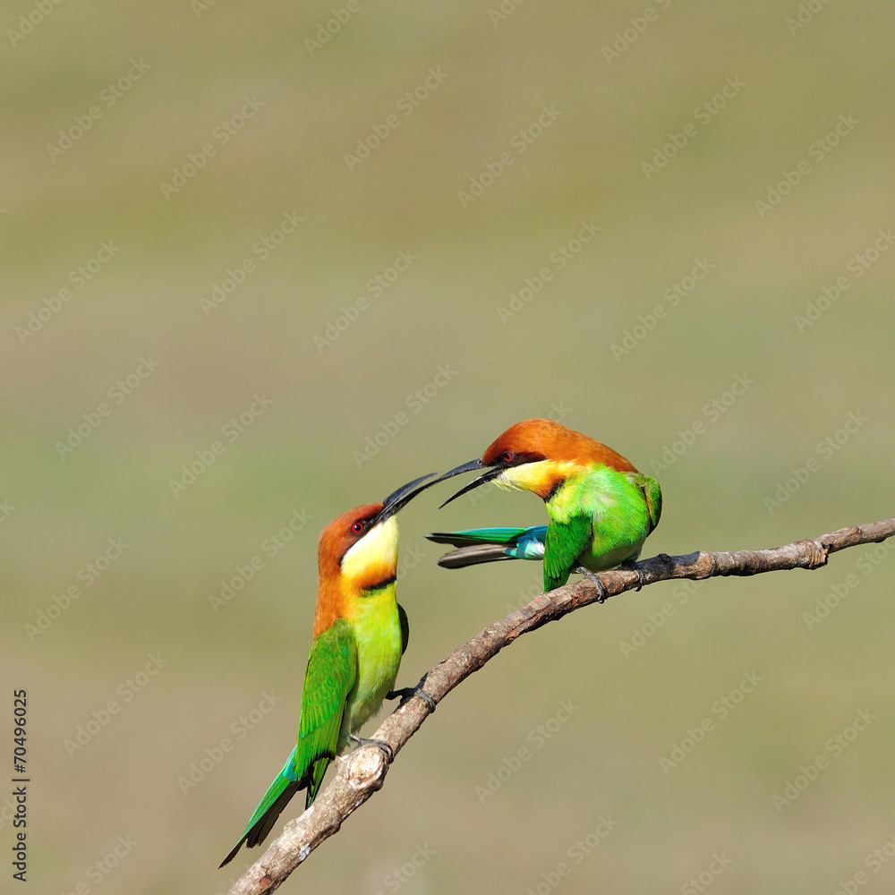 Fototapeta premium Chestnut-headed Bee-eaters