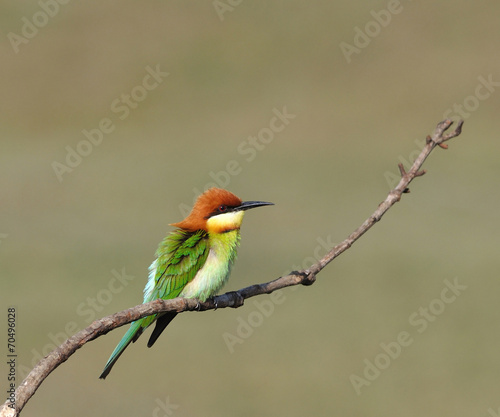 Chestnut-headed Bee-eaters