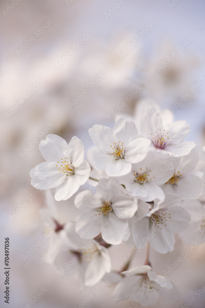 ソメイヨシノの花