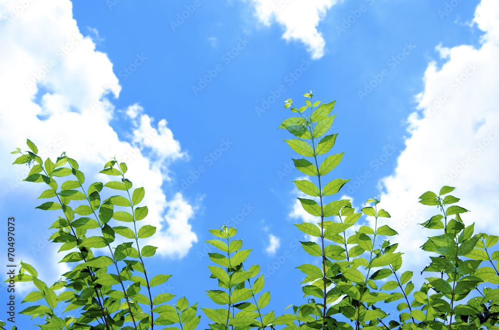 Trees and sky Trees and sky
