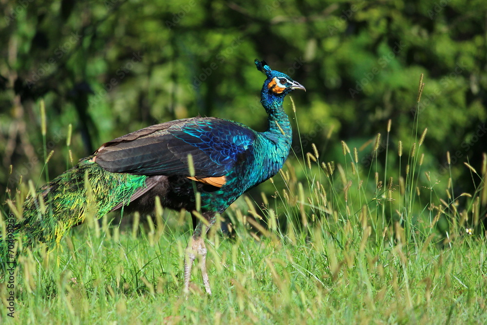 Fototapeta premium Peacock