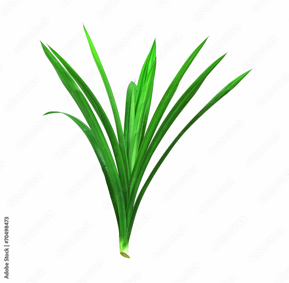 Pandan leaves on white background