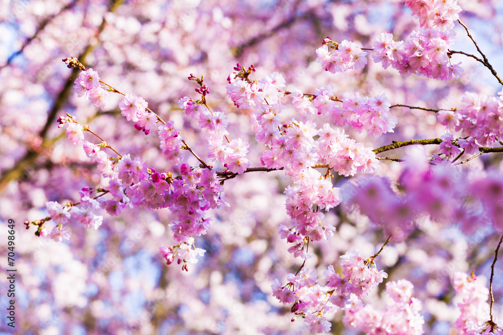 Beautiful Cherry blossom , pink sakura flower