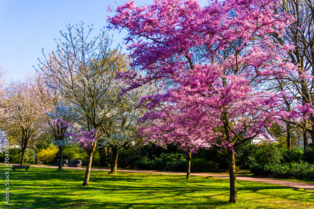 Naklejka premium Spring nature background. Spring landscape