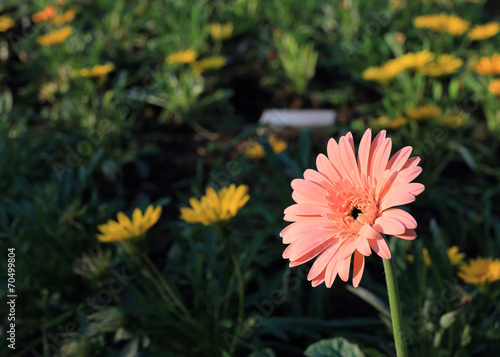 gerbera flower blooming