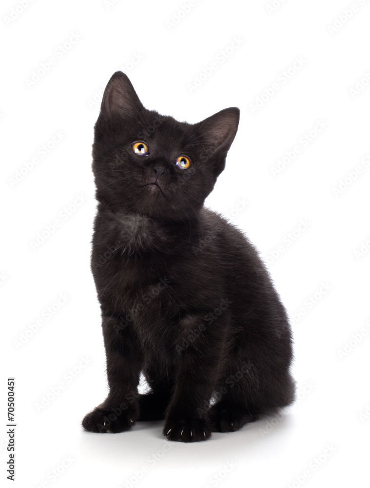 Cute black kitten isolated on a white background