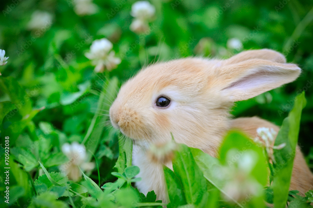 Fototapeta premium Baby rabbit in grass