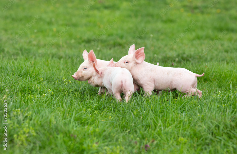 Piglets Piglets