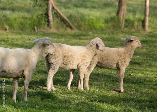 Sheep on farm