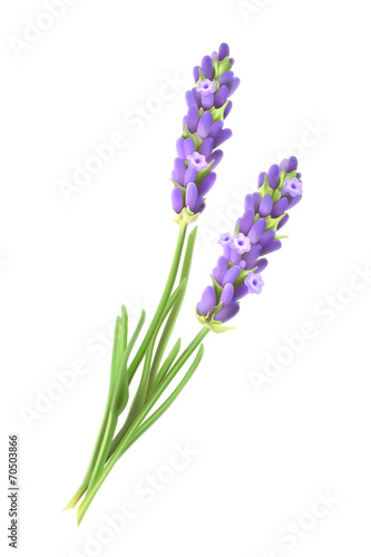 Lavender flowers, vector illustration