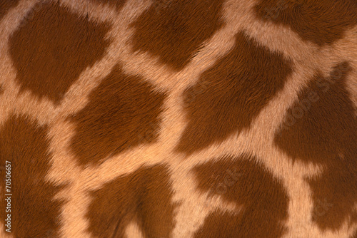 Real life Giraffe pattern