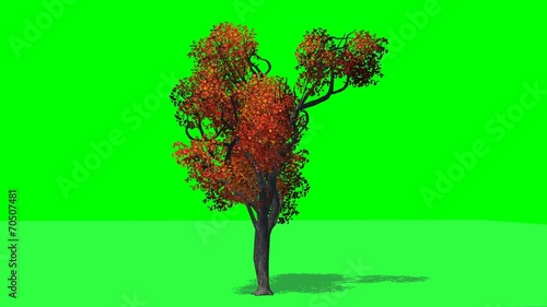 tree japanese angelica fall green with shadow on green screen