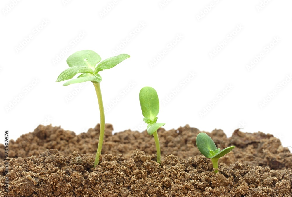 Growing plant Growing plant