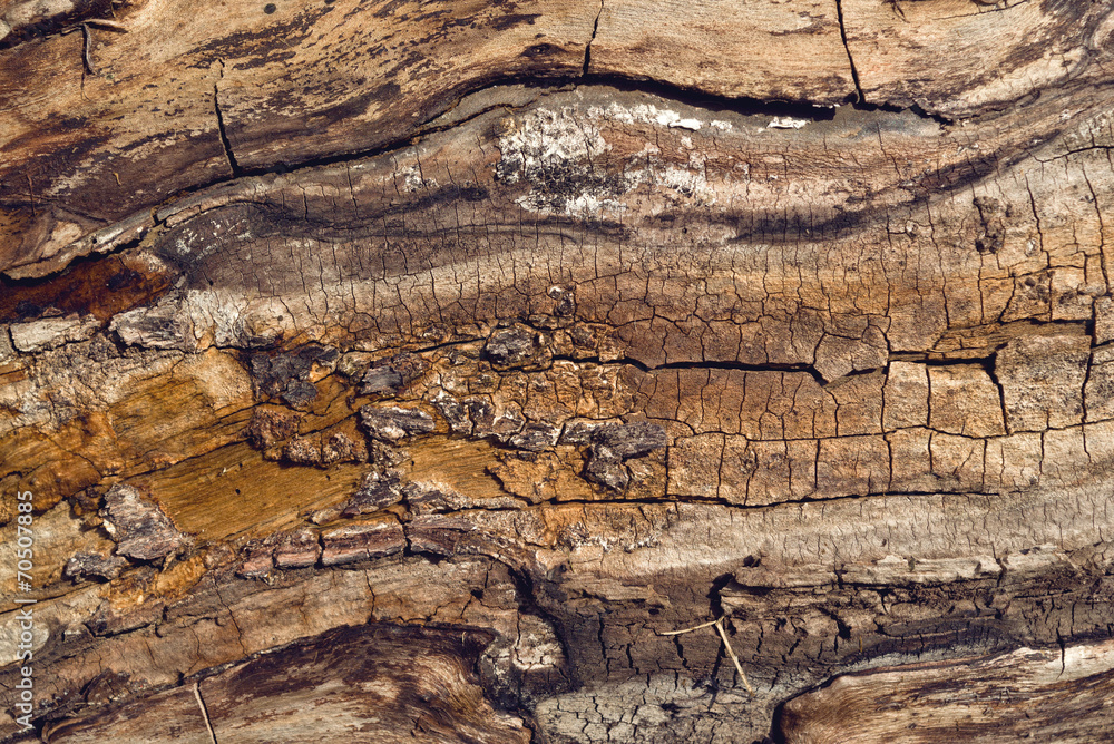 Obraz premium Stara tekstura pnia drzewa orzecha włoskiego