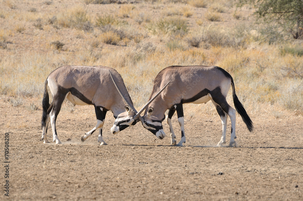 Oryx fighting Oryx fighting