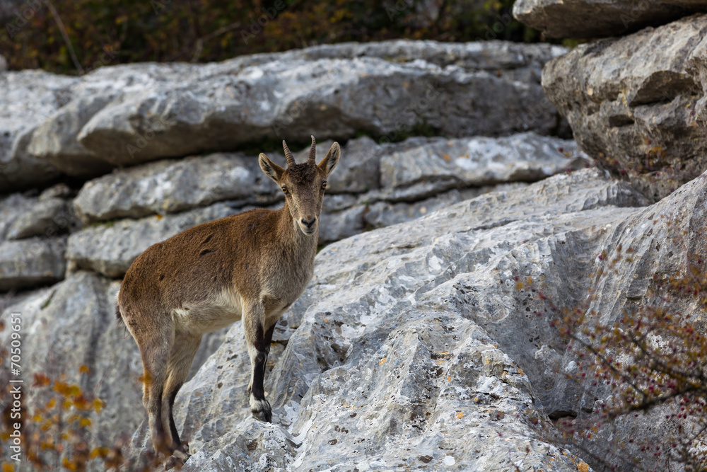 Mountain goats at El Torcal National Park Mountain goats at El Torcal National Park