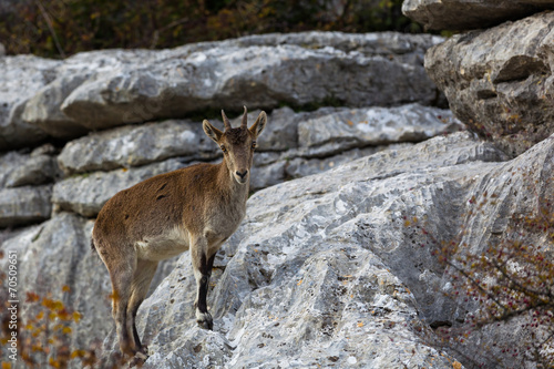 Fototapeta Naklejka Na Ścianę i Meble -  Mountain goats at El Torcal National Park