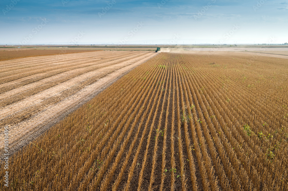Harvesting soybean Harvesting soybean