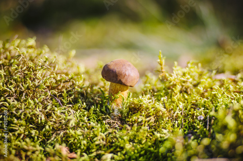 Forest mushroom in the moss.