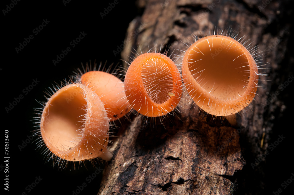 Red Champagne mushrooms (Fungi Cup) on nature background.. Red Champagne mushrooms (Fungi Cup) on nature background..