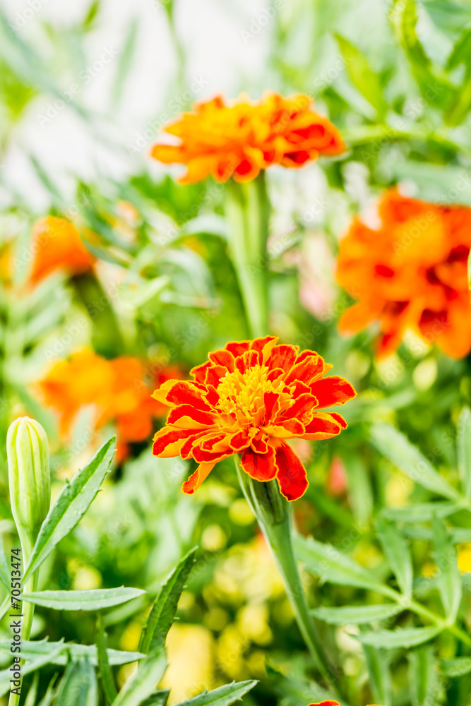yellow-red flower with green background yellow-red flower with green background