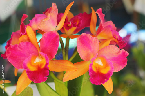 Fototapeta Naklejka Na Ścianę i Meble -  red-orange orchid flowers in the nature