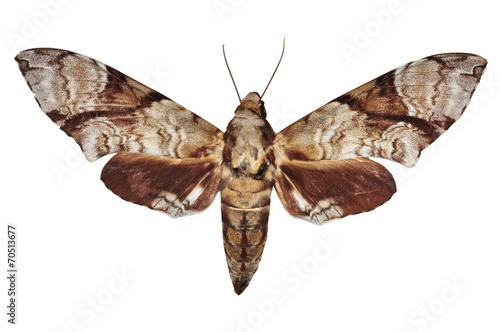 Hawkmoth