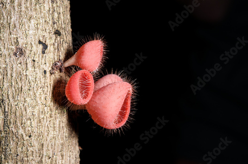 Red Champagne mushrooms (Fungi Cup) photo