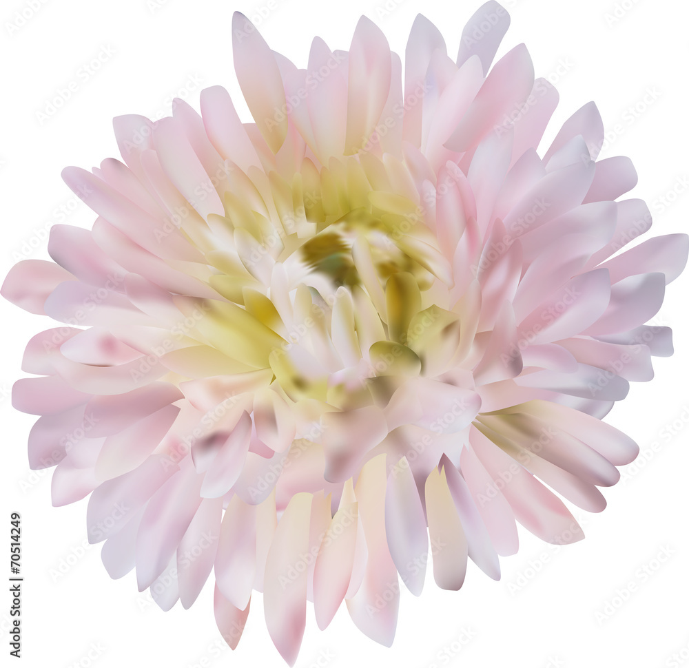 light pink aster flower isolated on white