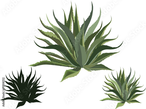 agave isolated on white