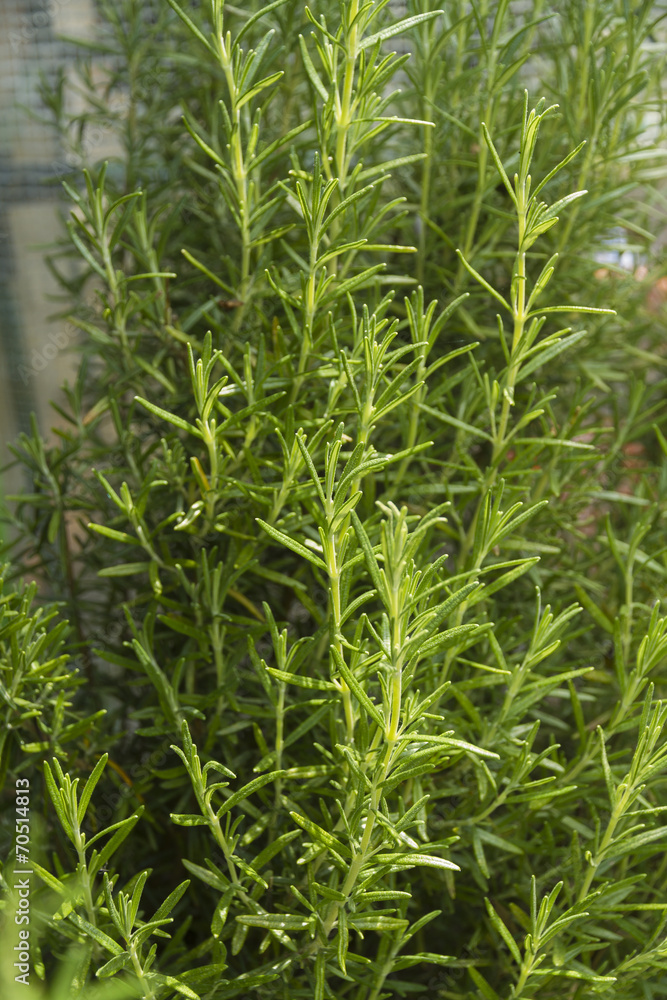 Rosemary, Rosmarinus officinalis, growing herb. Rosemary, Rosmarinus officinalis, growing herb.