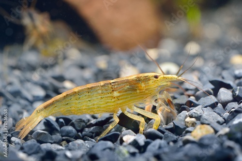 Southeast Asia shrimp from a genus Atiopsis in aquarium