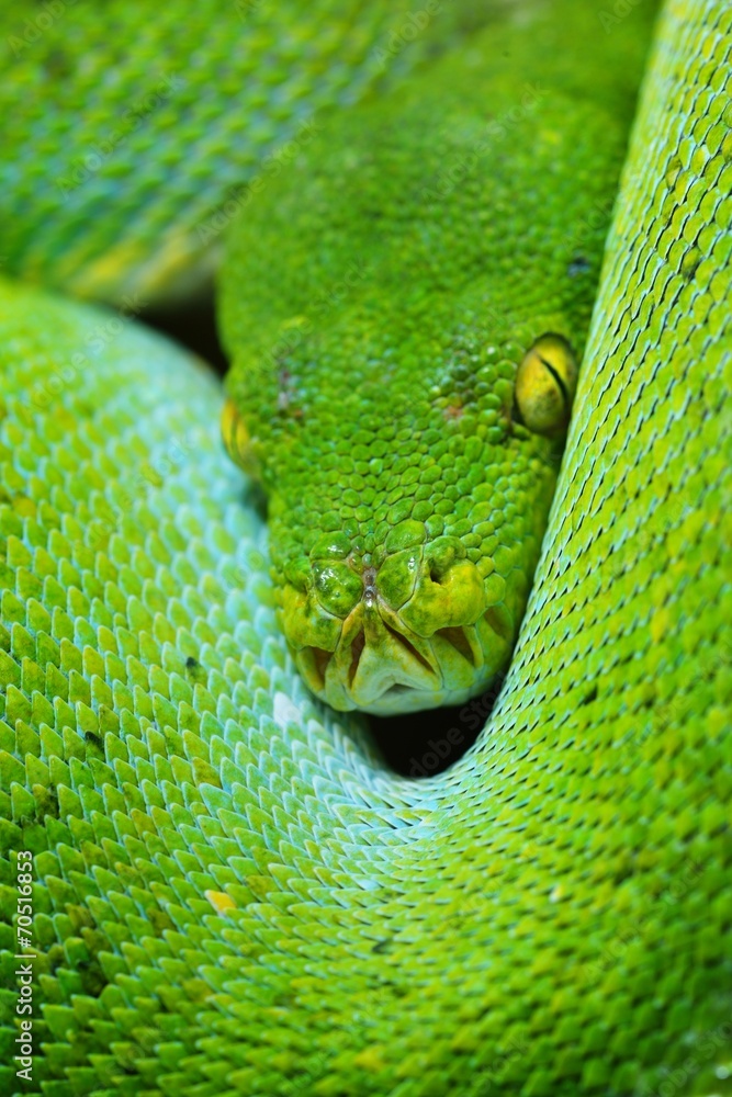Naklejka premium green tree python Morelia viridis