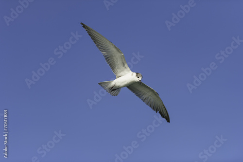 Seagull spread the wing and turn left