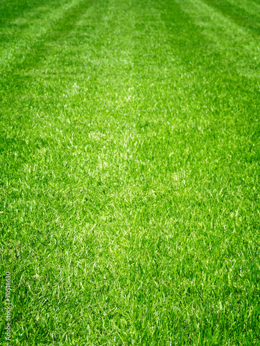 Vibrant Grass Field