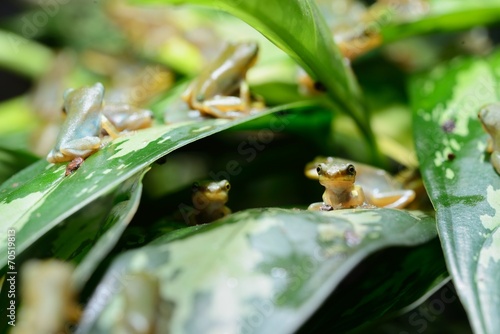 Young Chinese flying frog Rhacophorus dennysii photo