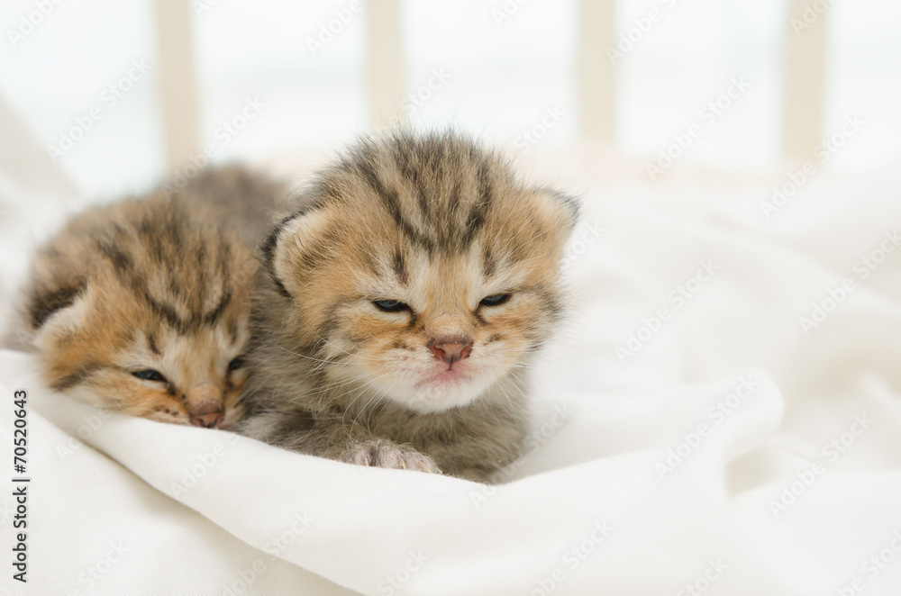 Two newborn kitten of American Shorthair Two newborn kitten of American Shorthair