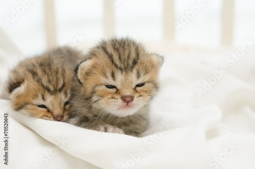 Two newborn kitten of American Shorthair