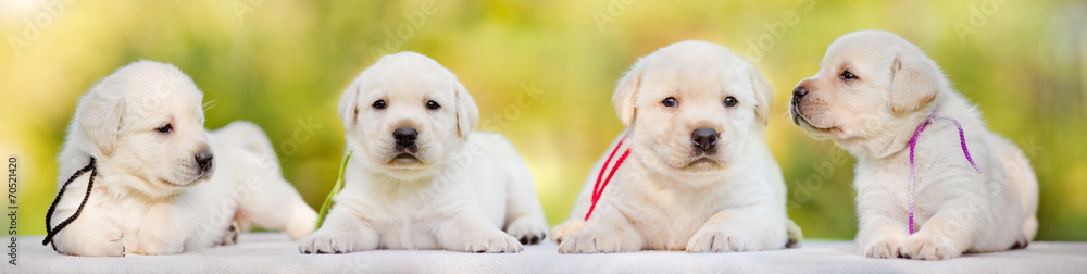 four labrador puppies - obrazy, fototapety, plakaty 