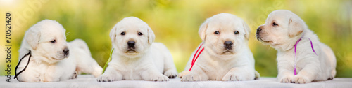 four labrador puppies #70521420