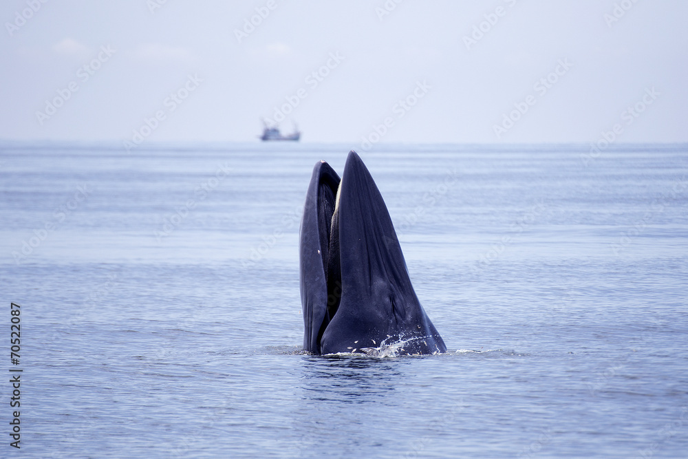 Fototapeta premium whales eating Anchovy fish